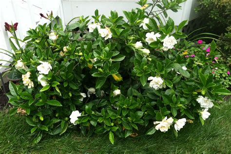 florida gardenia plant types.